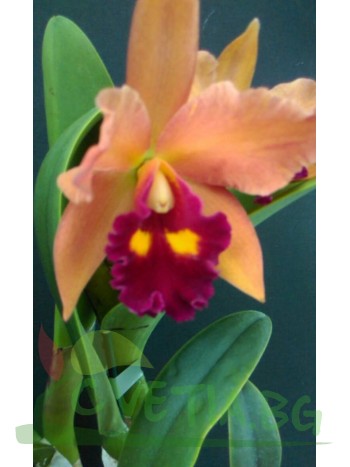 Катлея  (Cattleya) - PR3704